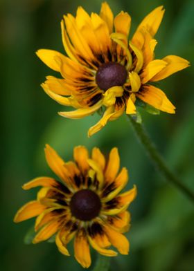 2 Yellow Rudbeckia Flowers