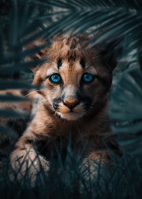 Cute Cougar Cub