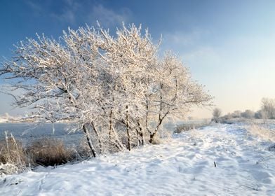 HoarFrost On Trees In Wint