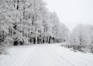 Winter Scene Road And Fore