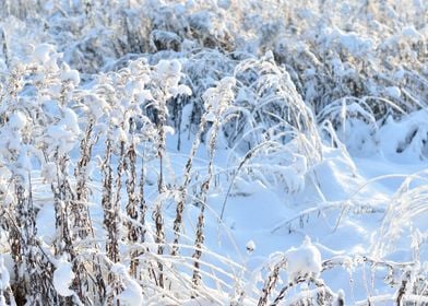 HoarFrost On Plants In Win