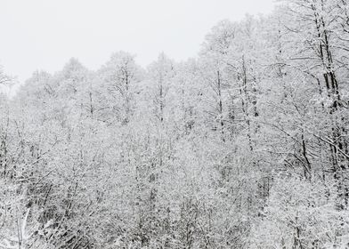 Winter Scene With HoarFros