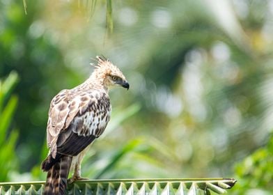 Brahminy kite