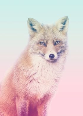 red fox animal