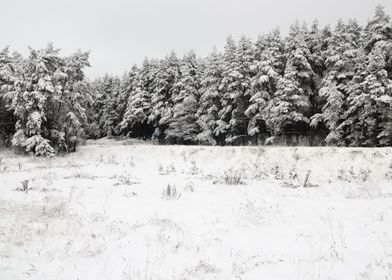 Winter Scene With HoarFros