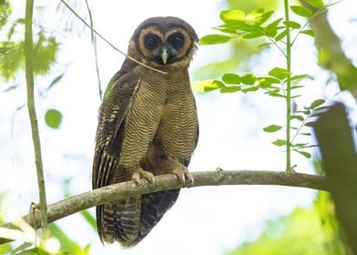 brown wood owl