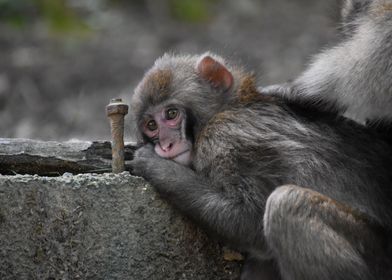 Exhausted monkey
