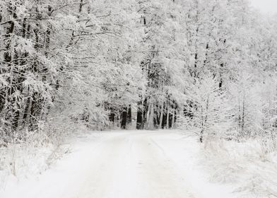 Winter Scene Road And Fore