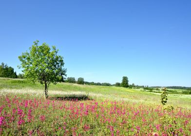 Classic Rural Landscape Fl