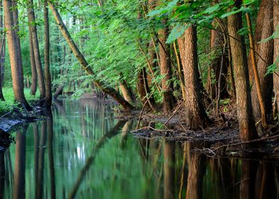 Forest River Scene