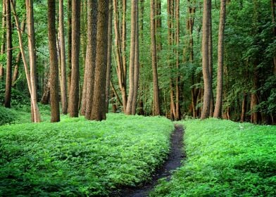 Forest Road Scene