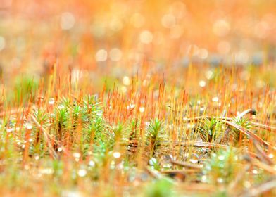 Colorful Red Moss Spores C