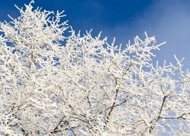 HoarFrost On Trees In Wint