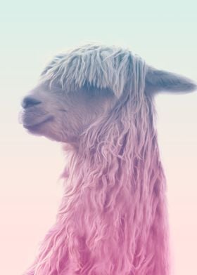 alpaca