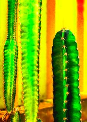 colorful spines