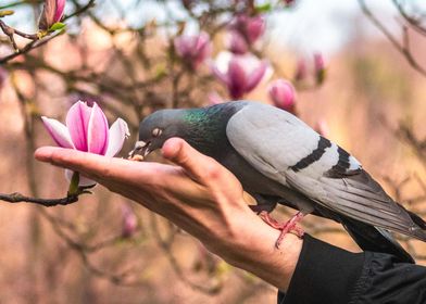 Feeding Pigeon from hand 