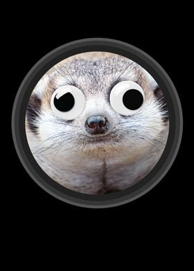 Meerkat with Googly Eyes