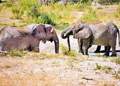 Elephant Herd