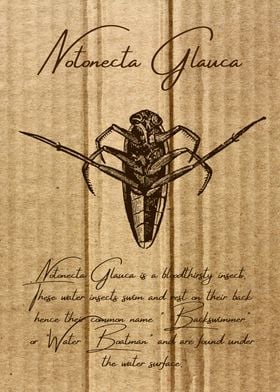 Notonecta Glauca