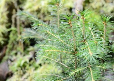 Pine Tree CloseUp