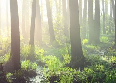 Swamp In Fog At The Sunris