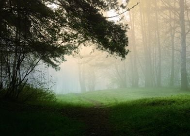 Fog In The Forest