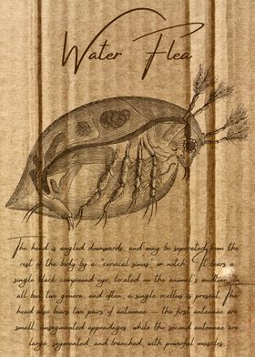 Water Flea