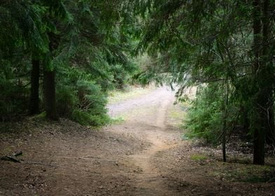 Dark Pine Forest Scene