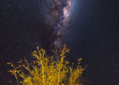 the Milky way over acacia