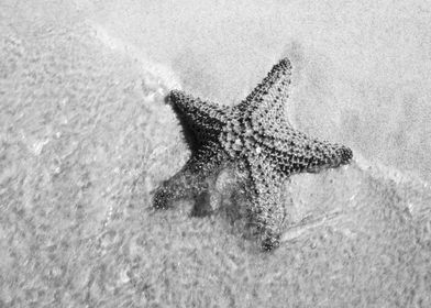 Starfish on Sandy Beach