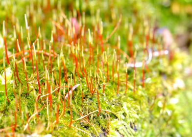 CloseUp Of A Colorful Moss