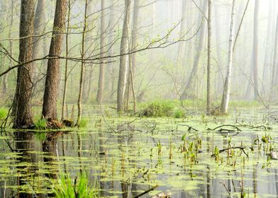 Swamp In Fog At The Sunris