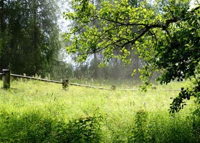 Countryside Forest Scene