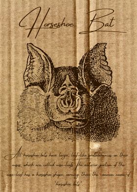 Horseshoe Bat