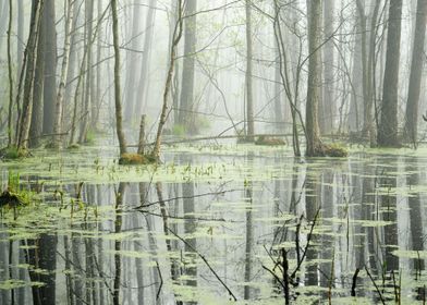 Swamp In Fog At The Sunris