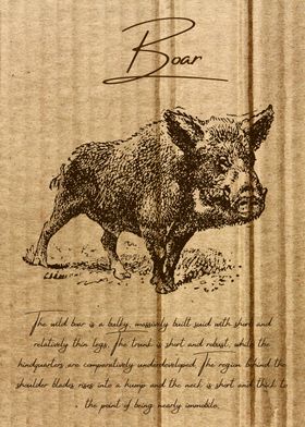 Vintage Boar