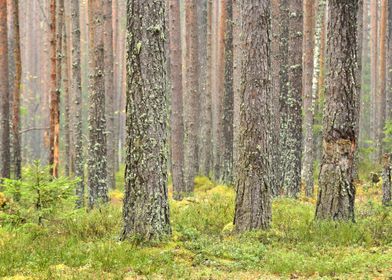 Pine Forest Scene