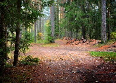 Dark Pine Forest Scene