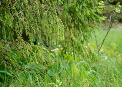 Forest Bog Scene CloseUp