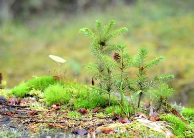 Little Pine Trees On A Tre