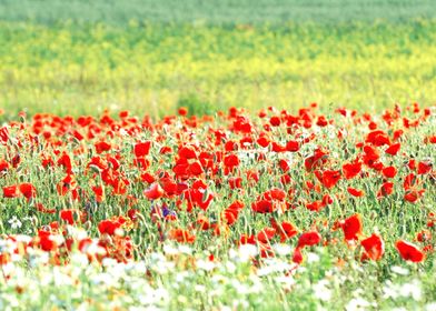 Flower Field Poppy Red Nat