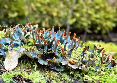 Blue Lichen In The Forest