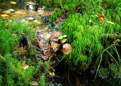 Forest Ground CloseUp