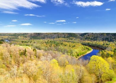 Sigulda  Hill  Tree  Fores