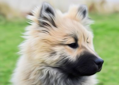 Eurasier