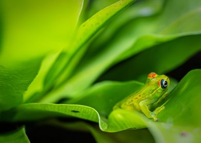 Boophis Rappiodes