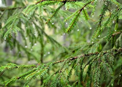 Pine Tree CloseUp