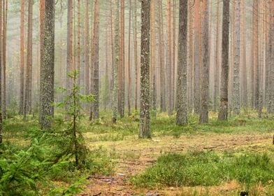 Dark Pine Forest Scene