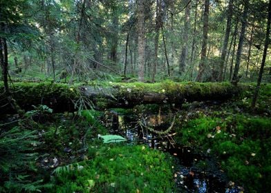 Dark Pine Forest Scene