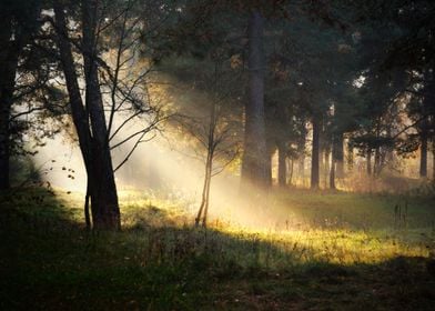 Forest Foliage Nature Sunl